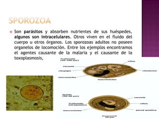 Son parásitos y absorben nutrientes de sus huéspedes,
algunos son intracelulares. Otros viven en el fluido del
cuerpo u otros órganos. Los sporozoas adultos no poseen
organelos de locomoción. Entre los ejemplos encontramos
el agentes causante de la malaria y el causante de la
toxoplasmosis,
 