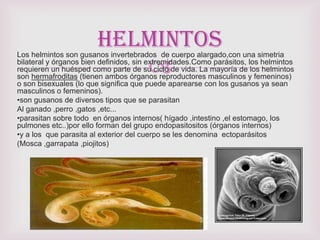 
Los helmintos son gusanos invertebrados de cuerpo alargado,con una simetria
bilateral y órganos bien definidos, sin extremidades.Como parásitos, los helmintos
requieren un huésped como parte de su ciclo de vida. La mayoría de los helmintos
son hermafroditas (tienen ambos órganos reproductores masculinos y femeninos)
o son bisexuales (lo que significa que puede aparearse con los gusanos ya sean
masculinos o femeninos).
•son gusanos de diversos tipos que se parasitan
Al ganado ,perro ,gatos ,etc...
•parasitan sobre todo en órganos internos( hígado ,intestino ,el estomago, los
pulmones etc..)por ello forman del grupo endopasitositos (órganos internos)
•y a los que parasita al exterior del cuerpo se les denomina ectoparásitos
(Mosca ,garrapata ,piojitos)
Helmintos
 