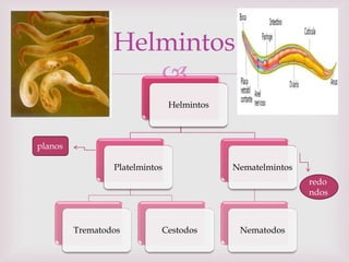 
Helmintos
Platelmintos
Trematodos Cestodos
Nematelmintos
Nematodos
Helmintos
redo
ndos
planos
 