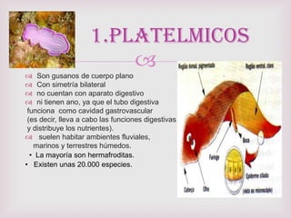
 Son gusanos de cuerpo plano
 Con simetría bilateral
 no cuentan con aparato digestivo
 ni tienen ano, ya que el tubo digestiva
funciona como cavidad gastrovascular
(es decir, lleva a cabo las funciones digestivas
y distribuye los nutrientes).
 suelen habitar ambientes fluviales,
marinos y terrestres húmedos.
• La mayoría son hermafroditas.
• Existen unas 20.000 especies.
1.platelmicos
 