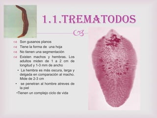 
 Son gusanos planos
 Tiene la forma de una hoja
 No tienen una segmentación
 Existen machos y hembras. Los
adultos miden de 1 a 2 cm de
longitud y 1-3 mm de ancho
• La hembra es más oscura, larga y
delgada en comparación al macho.
Mide de 2-3 cm
• se penetran al hombre atreves de
la piel
•Tienen un complejo ciclo de vida
1.1.trematodos
 