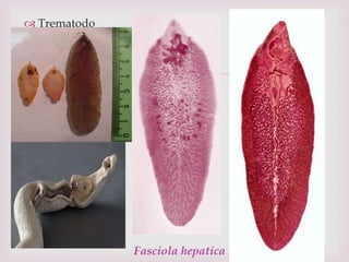 
 Trematodo
Fasciola hepatica
 