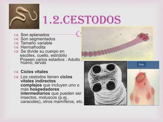  Son aplanados
 Son segmentados
 Tamaño variable
 Hermafrodita
 Se divide su cuerpo en
escólex, cuello, estróbilo
Poseen varios estadios : Adulto ,
huevo, larvas
 Ciclos vitales
 Los cestodos tienen ciclos
vitales indirectos
complejos que incluyen uno o
más hospedadores
intermediarios que pueden ser
insectos, moluscos (p.ej,.
caracoles), otros mamíferos, etc.
1.2.cestodos
 