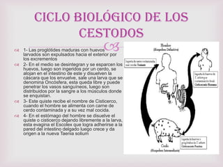  1- Las proglótides maduras con huevos
larvados son expulsados hacia el exterior por
los excrementos
 2- En el medio se desintegran y se esparcen los
huevos, luego son ingeridos por un cerdo, se
alojan en el intestino de este y disuelven la
cáscara que los envuelve, sale una larva que se
denomina Oncósfera, esta queda libre y puede
penetrar los vasos sanguíneos, luego son
distribuidos por la sangre a los músculos donde
se enquistan.
 3- Este quiste recibe el nombre de Cisticerco,
cuando el hombre se alimenta con carne de
cerdo contaminada y a su vez mal cocida.
 4- En el estómago del hombre se disuelve el
quiste o cisticerco dejando libremente a la larva,
esta evagina el Escolex que logra adherirse a la
pared del intestino delgado luego crece y da
origen a la nueva Taenia solium
Ciclo Biológico de los
Cestodos
 