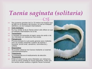  Son gusanos grandes de 6 a 10 metros de longitud que
se fijan en el duodeno del hombre, el cual es huésped
definitivo y la res huésped intermediario.
 Ciclo biológico
 Es muy similar al de la Taenia solium sólo difiere en que
el huésped intermediario es la res.
 Transmisión
 La teniasis se transmite al ingerir carne de cerdo o de
res infectada con cisticercos mal cocida.
 Patogénesis
 Provoca teniasis la cual puede generar poco malestar,
pero se pueden presentar cuadros de bulimia o
anorexia, prurito anal, cansancio, somnolencia y
cefalea.
 Diagnóstico
 Se pueden observar los huevos mediante un examen
coproparasitoscópico.
 Tratamiento
 La niclosamida es el medicamento de elección.
Prevención
 Evitar el consumo de carne infectada con cisticercos,
cocer la carne cortada en trozos pequeños, evitar que
los cerdos anden sueltos e ingieran heces humanas.
Taenia saginata (solitaria)
 
