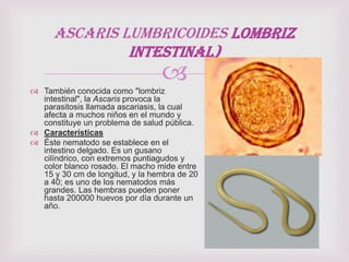 
 También conocida como "lombriz
intestinal", la Ascaris provoca la
parasitosis llamada ascariasis, la cual
afecta a muchos niños en el mundo y
constituye un problema de salud pública.
 Características
 Éste nematodo se establece en el
intestino delgado. Es un gusano
cilíndrico, con extremos puntiagudos y
color blanco rosado. El macho mide entre
15 y 30 cm de longitud, y la hembra de 20
a 40; es uno de los nematodos más
grandes. Las hembras pueden poner
hasta 200000 huevos por día durante un
año.
Ascaris lumbricoides lombriz
intestinal)
 
