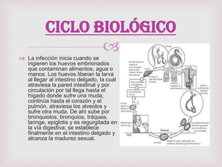 
 La infección inicia cuando se
ingieren los huevos embrionados
que contaminan alimentos, agua o
manos. Los huevos liberan la larva
al llegar al intestino delgado, la cual
atraviesa la pared intestinal y por
circulación por tal llega hasta el
hígado donde sufre una muda;
continúa hasta el corazón y el
pulmón, atraviesa los alveolos y
sufre otra muda. De ahí sube por
bronquiolos, bronquios, tráquea,
laringe, epiglotis y es regurgitada en
la vía digestiva; se establece
finalmente en el intestino delgado y
alcanza la madurez sexual.
Ciclo biológico
 