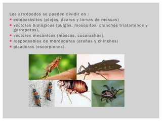 Los artrópodos se pueden dividir en :
 ectoparásitos (piojos, ácaros y larvas de moscas)
 vectores biológicos (pulgas, mosquitos, chinches triatominos y
garrapatas),
 vectores mecánicos (moscas, cucarachas),
 responsables de mordeduras (arañas y chinches)
 picaduras (escorpiones).
 