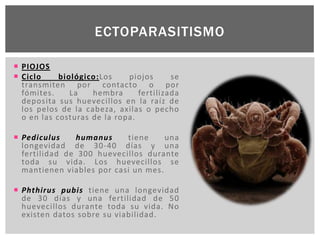 ECTOPARASITISMO
 PIOJOS
 Ciclo biológico:Los piojos se
transmiten por contacto o por
fómites. La hembra fertilizada
deposita sus huevecillos en la raíz de
los pelos de la cabeza, axilas o pecho
o en las costuras de la ropa.
 Pediculus humanus tiene una
longevidad de 30-40 días y una
fertilidad de 300 huevecillos durante
toda su vida. Los huevecillos se
mantienen viables por casi un mes.
 Phthirus pubis tiene una longevidad
de 30 días y una fertilidad de 50
huevecillos durante toda su vida. No
existen datos sobre su viabilidad.
 