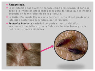  Patogénesis
 La infestación por piojos se conoce como pediculosis. El daño se
debe a la irritación provocada por la gota de saliva que el insecto
deposita en la microherida de la picadura.
 La irritación puede llegar a una dermatitis con el peligro de una
infección bacteriana secundaria por el rascado.
 Pediculus humanus variedad corporis es vector del tifus
exantemático epidémico, de la fiebre de las trincheras y de la
fiebre recurrente epidémica
 