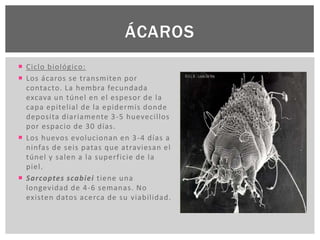 ÁCAROS
 Ciclo biológico:
 Los ácaros se transmiten por
contacto. La hembra fecundada
excava un túnel en el espesor de la
capa epitelial de la epidermis donde
deposita diariamente 3-5 huevecillos
por espacio de 30 días.
 Los huevos evolucionan en 3-4 días a
ninfas de seis patas que atraviesan el
túnel y salen a la superficie de la
piel.
 Sarcoptes scabiei tiene una
longevidad de 4-6 semanas. No
existen datos acerca de su viabilidad.
 