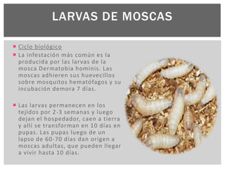 LARVAS DE MOSCAS
 Ciclo biológico
 La infestación más común es la
producida por las larvas de la
mosca Dermatobia hominis. Las
moscas adhieren sus huevecillos
sobre mosquitos hematófagos y su
incubación demora 7 días.
 Las larvas permanecen en los
tejidos por 2-3 semanas y luego
dejan el hospedador, caen a tierra
y allí se transforman en 10 días en
pupas. Las pupas luego de un
lapso de 60-70 días dan origen a
moscas adultas, que pueden llegar
a vivir hasta 10 días.
 