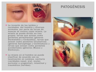  La invasión de los tejidos y
cavidades, del hombre y diversos
animales, por parte de larvas de
moscas se conoce como miasis. La
miasis se puede dividir en tres
grupos: larvas que actúan como
parásitos permanentes (géneros
Dermatobia y Cordylobia), larvas que
actúan como parásitos facultativos
(géneros Sarcophaga y Cochliomyia) y
larvas que actúan como parásitos
accidentales (géneros (Musca y
Stomoxys).
 La miasis en el hombre se puede
clasificar de acuerdo con su
localización en cutánea, cavitaria
(cavidades nasal, oral, ocular,
auricular o urogenital), intestinal y
traumática (heridas).
PATOGÉNESIS
 