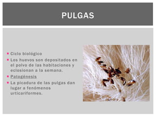  Ciclo biológico
 Los huevos son depositados en
el polvo de las habitaciones y
eclosionan a la semana.
 Patogénesis
 La picadura de las pulgas dan
lugar a fenómenos
urticariformes.
PULGAS
 