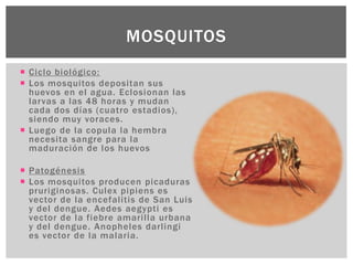  Ciclo biológico:
 Los mosquitos depositan sus
huevos en el agua. Eclosionan las
larvas a las 48 horas y mudan
cada dos días (cuatro estadios),
siendo muy voraces.
 Luego de la copula la hembra
necesita sangre para la
maduración de los huevos
 Patogénesis
 Los mosquitos producen picaduras
pruriginosas. Culex pipiens es
vector de la encefalitis de San Luis
y del dengue. Aedes aegypti es
vector de la fiebre amarilla urbana
y del dengue. Anopheles darlingi
es vector de la malaria.
MOSQUITOS
 