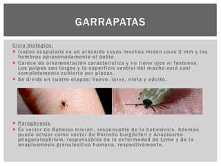 Ciclo biológico:
 Ixodes scapularis es un arácnido cuyos machos miden unos 2 mm y las
hembras aproximadamente el doble.
 Carece de ornamentación característica y no tiene ojos ni festones.
Los palpos son largos y la superficie ventral del macho está casi
completamente cubierta por placas.
 Se divide en cuatro etapas: huevo, larva, ninfa y adulto.
 Patogénesis
 Es vector de Babesia microti, responsable de la babesiosis. Además
puede actuar como vector de Borrelia burgdoferi y Anaplasma
phagocytophilum, responsables de la enfermedad de Lyme y de la
anaplasmosis granulocítica humana, respectivamente.
GARRAPATAS
 