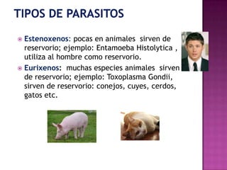  Estenoxenos: pocas en animales sirven de
reservorio; ejemplo: Entamoeba Histolytica ,
utiliza al hombre como reservorio.
 Eurixenos: muchas especies animales sirven
de reservorio; ejemplo: Toxoplasma Gondii,
sirven de reservorio: conejos, cuyes, cerdos,
gatos etc.
 