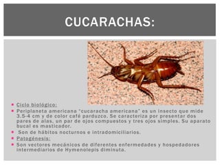  Ciclo biológico:
 Periplaneta americana “cucaracha americana” es un insecto que mide
3.5-4 cm y de color café parduzco. Se caracteriza por presentar dos
pares de alas, un par de ojos compuestos y tres ojos simples. Su aparato
bucal es masticador.
 Son de hábitos nocturnos e intradomiciliarios.
 Patogénesis:
 Son vectores mecánicos de diferentes enfermedades y hospedadores
intermediarios de Hymenolepis diminuta.
CUCARACHAS:
 