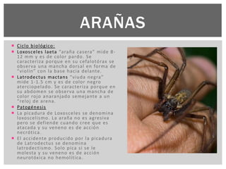  Ciclo biológico:
 Loxosceles laeta “araña casera” mide 8-
12 mm y es de color pardo. Se
caracteriza porque en su cefalotórax se
observa una mancha dorsal en forma de
“violin” con la base hacia delante.
 Latrodectus mactans “viuda negra”
mide 1-1.5 cm y es de color negro
aterciopelado. Se caracteriza porque en
su abdomen se observa una mancha de
color rojo anaranjado semejante a un
“reloj de arena.
 Patogénesis
 La picadura de Loxosceles se denomina
loxoscelismo. La araña no es agresiva
pero se defiende cuando cree que es
atacada y su veneno es de acción
necrótica.
 El accidente producido por la picadura
de Latrodectus se denomina
latrodectismo. Solo pica si se le
molesta y su veneno es de acción
neurotóxica no hemolítica.
ARAÑAS
 