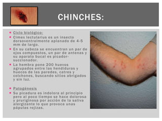  Ciclo biológico:
 Cimex lectularius es un insecto
dorsoventralmente aplanado de 4-5
mm de largo.
 En su cabeza se encuentran un par de
ojos compuestos, un par de antenas y
su aparato bucal es picador-
succionador.
 La hembra pone 200 huevos
agrupados entre las hendiduras y
huecos de las paredes, catres y
colchones, buscando sitios abrigados
y sin luz.
 Patogénesis
 Su picadura es indolora al principio
pero al poco tiempo se hace dolorosa
y pruriginosa por acción de la saliva
alergizante lo que provoca unas
pápulas rojizas.
CHINCHES:
 