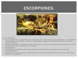 Ciclo biológico:
 Los escorpiones y alacranes son arácnidos. Se caracterizan por presentar un cefalotórax
corto donde se insertan, un par de pedipalpos largos terminados en tenaza y cuatro
pares de patas.
 Accidentalmente, el hombre sufre su picadura al pisarlo con los pies descalzos o en las
manos al levantar piedras en el campo.
 Patogénesis
 El accidente producido por la picadura de escorpiones o alacranes se denomina
escorpionismo.
 El veneno es neurotóxico y produce dolor intenso e inflamación local en la región que
rodea a la picadura.
ESCORPIONES:
 