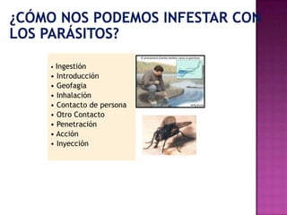 • Ingestión
• Introducción
• Geofagia
• Inhalación
• Contacto de persona
• Otro Contacto
• Penetración
• Acción
• Inyección
 
