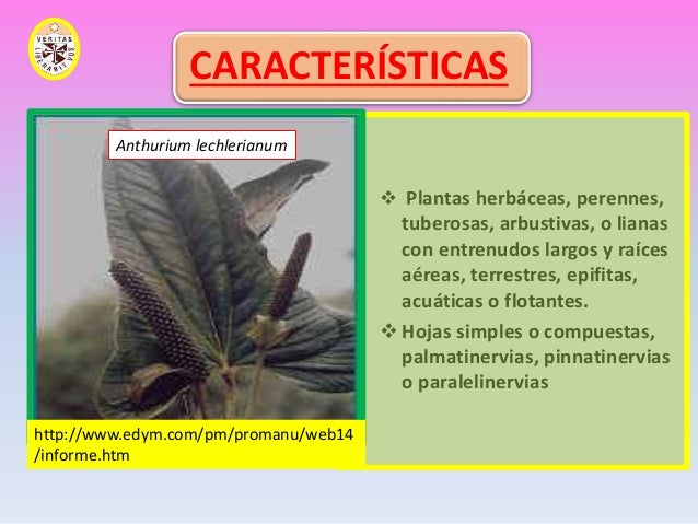 Diapositivas De Plantas Del Peru 2010