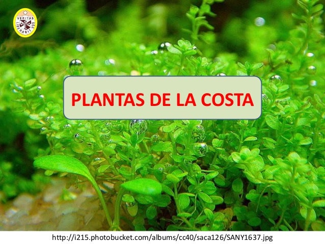 Diapositivas De Plantas Del Peru 2010