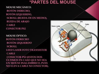 MOUSE:1513