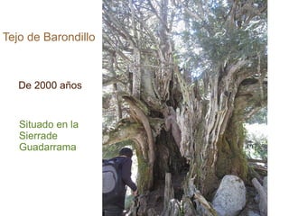 Tejo de Barondillo

De 2000 años

Situado en la
Sierrade
Guadarrama

 
