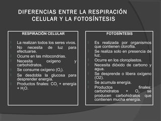 DIFERENCIAS ENTRE LA RESPIRACIÓN
CELULAR Y LA FOTOSÍNTESIS
RESPIRACIÓN CELULAR
 La realizan todos los seres vivos.
 No necesita de luz para
efectuarse.
 Ocurre en las mitocondrias.
 Necesita oxígeno y
carbohidratos.
 Se consume oxígeno (O2).
 Se desdobla la glucosa para
desprender energía.
 Productos finales: CO2 + energía
+ H2O.
FOTOSÍNTESIS
 Es realizada por organismos
que contienen clorofila.
 Se realiza solo en presencia de
luz.
 Ocurre en los cloroplastos.
 Necesita dióxido de carbono y
agua.
 Se desprende o libera oxígeno
(O2).
 Se acumula energía.
 Productos finales:
carbohidratos + O2. se
producen carbohidratos que
contienen mucha energía.
 
