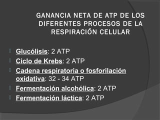 GANANCIA NETA DE ATP DE LOS
DIFERENTES PROCESOS DE LA
RESPIRACIÓN CELULAR
 Glucólisis: 2 ATP
 Ciclo de Krebs: 2 ATP
 Cadena respiratoria o fosforilación
oxidativa: 32 - 34 ATP
 Fermentación alcohólica: 2 ATP
 Fermentación láctica: 2 ATP
 