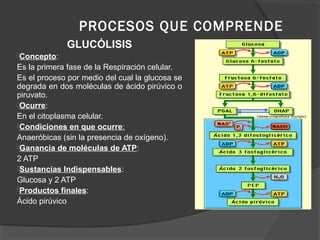 PROCESOS QUE COMPRENDE
GLUCÓLISIS
Concepto:
Es la primera fase de la Respiración celular.
Es el proceso por medio del cual la glucosa se
degrada en dos moléculas de ácido pirúvico o
piruvato.
Ocurre:
En el citoplasma celular.
Condiciones en que ocurre:
Anaeróbicas (sin la presencia de oxígeno).
Ganancia de moléculas de ATP:
2 ATP
Sustancias Indispensables:
Glucosa y 2 ATP
Productos finales:
Ácido pirúvico
 