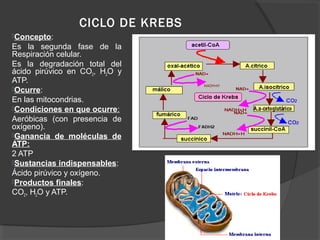 CICLO DE KREBS
Concepto:
Es la segunda fase de la
Respiración celular.
Es la degradación total del
ácido pirúvico en CO2, H2O y
ATP.
Ocurre:
En las mitocondrias.
Condiciones en que ocurre:
Aeróbicas (con presencia de
oxígeno).
Ganancia de moléculas de
ATP:
2 ATP
Sustancias indispensables:
Ácido pirúvico y oxígeno.
Productos finales:
CO2, H2O y ATP.
 