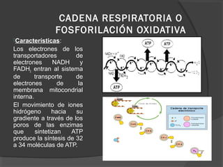 CADENA RESPIRATORIA O
FOSFORILACIÓN OXIDATIVA
Características:
Los electrones de los
transportadores de
electrones NADH y
FADH2 entran al sistema
de transporte de
electrones de la
membrana mitocondrial
interna.
El movimiento de iones
hidrógeno hacia su
gradiente a través de los
poros de las enzimas
que sintetizan ATP
produce la síntesis de 32
a 34 moléculas de ATP.
 