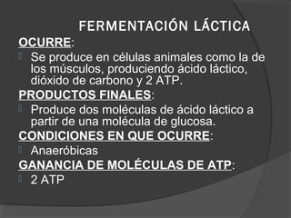 FERMENTACIÓN LÁCTICA
OCURRE:
 Se produce en células animales como la de
los músculos, produciendo ácido láctico,
dióxido de carbono y 2 ATP.
PRODUCTOS FINALES:
 Produce dos moléculas de ácido láctico a
partir de una molécula de glucosa.
CONDICIONES EN QUE OCURRE:
 Anaeróbicas
GANANCIA DE MOLÉCULAS DE ATP:
 2 ATP
 
