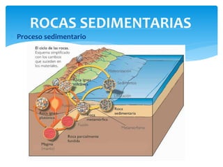  Ciclo de las rocas Sedimentarias
 