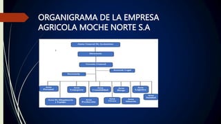 ORGANIGRAMA DE LA EMPRESA
AGRICOLA MOCHE NORTE S.A
 