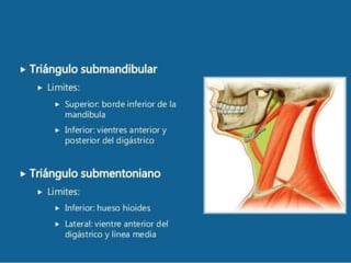 Diapositivas de Semiologia del cuello 2.0.pptx