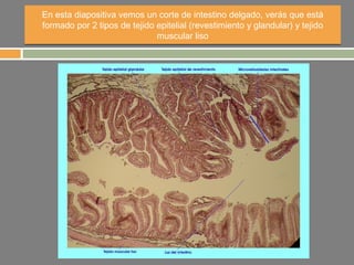 En esta diapositiva vemos un corte de intestino delgado, verás que está
formado por 2 tipos de tejido epitelial (revestimiento y glandular) y tejido
                              muscular liso
 