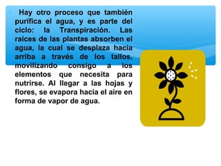 ∗ Hay otro proceso que también
purifica el agua, y es parte del
ciclo: la Transpiración. Las
raíces de las plantas absorben el
agua, la cual se desplaza hacia
arriba a través de los tallos,
movilizando consigo a los
elementos que necesita para
nutrirse. Al llegar a las hojas y
flores, se evapora hacia el aire en
forma de vapor de agua.

 