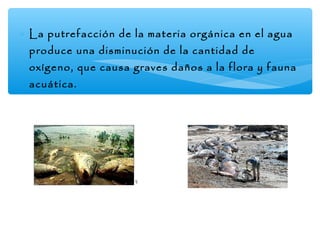 ∗ La putrefacción de la materia orgánica en el agua
produce una disminución de la cantidad de

oxígeno, que causa graves daños a la flora y fauna
acuática.

 