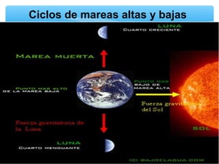 Ciclos de mareas altas y bajas

 