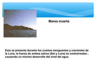 Marea muerta

Esta se presenta durante los cuartos menguantes y crecientes de
la Luna, la fuerza de ambos astros (Sol y Luna) se contrarrestan ,
causando un mínimo desarrollo del nivel del agua.

 