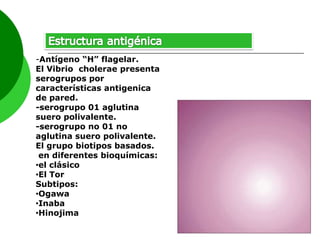 -Antígeno “H” flagelar.
El Vibrio cholerae presenta
serogrupos por
características antigenica
de pared.
-serogrupo 01 aglutina
suero polivalente.
-serogrupo no 01 no
aglutina suero polivalente.
El grupo biotipos basados.
en diferentes bioquímicas:
•el clásico
•El Tor
Subtipos:
•Ogawa
•Inaba
•Hinojima

 