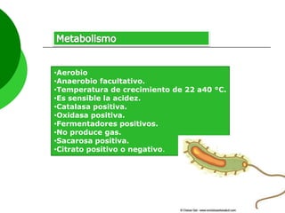 •Aerobio
•Anaerobio facultativo.
•Temperatura de crecimiento de 22 a40 °C.
•Es sensible la acidez.
•Catalasa positiva.
•Oxidasa positiva.
•Fermentadores positivos.
•No produce gas.
•Sacarosa positiva.
•Citrato positivo o negativo.

 