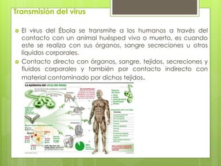 Transmisión del virus
 El virus del Ébola se transmite a los humanos a través del
contacto con un animal huésped vivo o muerto, es cuando
este se realiza con sus órganos, sangre secreciones u otros
líquidos corporales.
 Contacto directo con órganos, sangre, tejidos, secreciones y
fluidos corporales y también por contacto indirecto con
material contaminado por dichos tejidos.
 