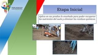 Etapa Inicial
Aplica en sus predios lo enseñado para poder recuperar
los nutrientes del suelo y eliminar los residuos químicos.
 