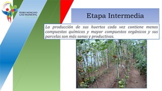 Etapa Intermedia
La producción de sus huertos cada vez contiene menos
compuestos químicos y mayor compuestos orgánicos y sus
parcelas son más sanas y productivas.
 