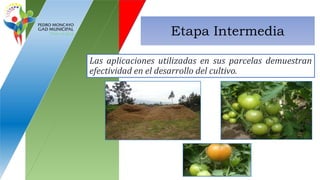 Etapa Intermedia
Las aplicaciones utilizadas en sus parcelas demuestran
efectividad en el desarrollo del cultivo.
 